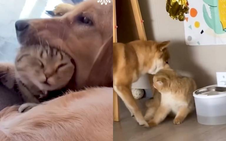 是在玩還是在欺負人？狗狗「瘋狂打擾」…貓咪一臉無奈模樣好可愛