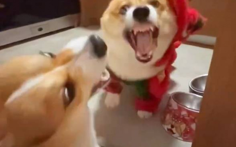 舞龍舞狗看過沒有？　柯基激動互咬「搭奇妙配樂」整個超紓壓