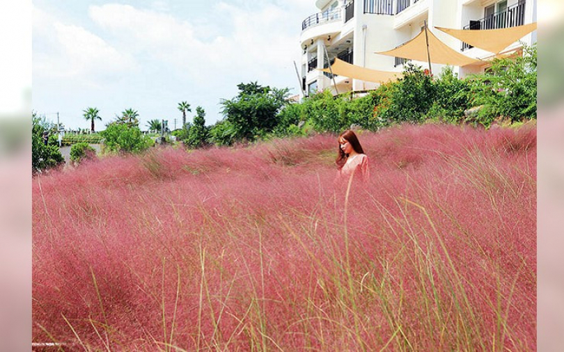 秋遊濟州島　詩意美拍之旅