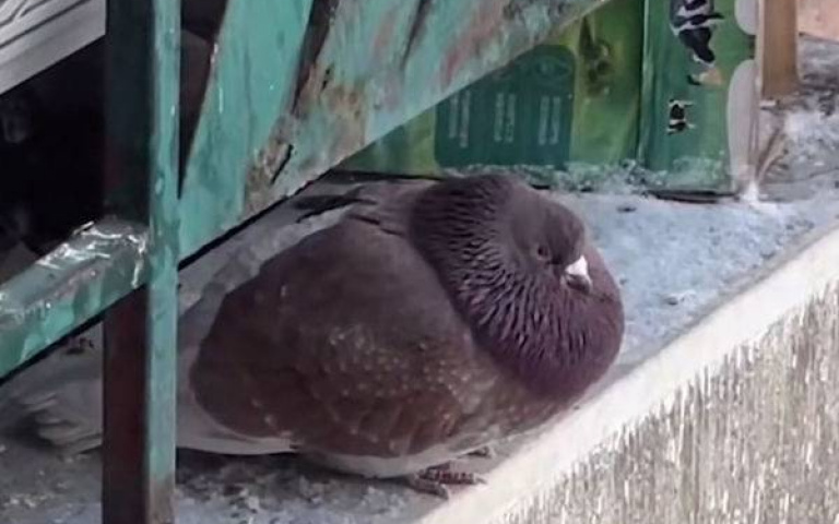 大街上有豬！哈爾濱鴿子伙食太好「被餵成球」　嘴邊肉成圍巾全網笑翻