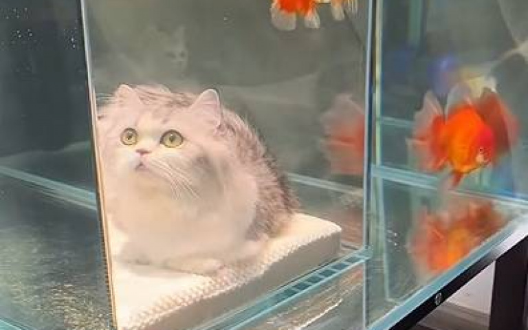 看得到吃不到心癢癢! 貓咪窩魚缸內「看闖缸魚游啊游」