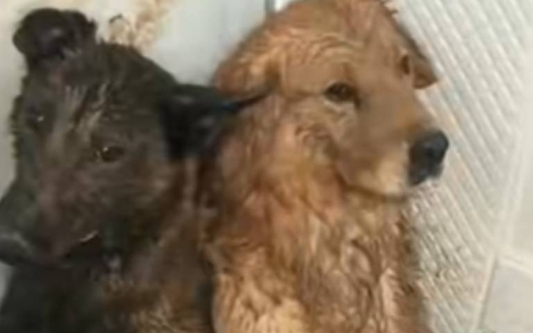 兩狗不斷搗亂！　追雞遭全村公幹…主人頭好痛啊