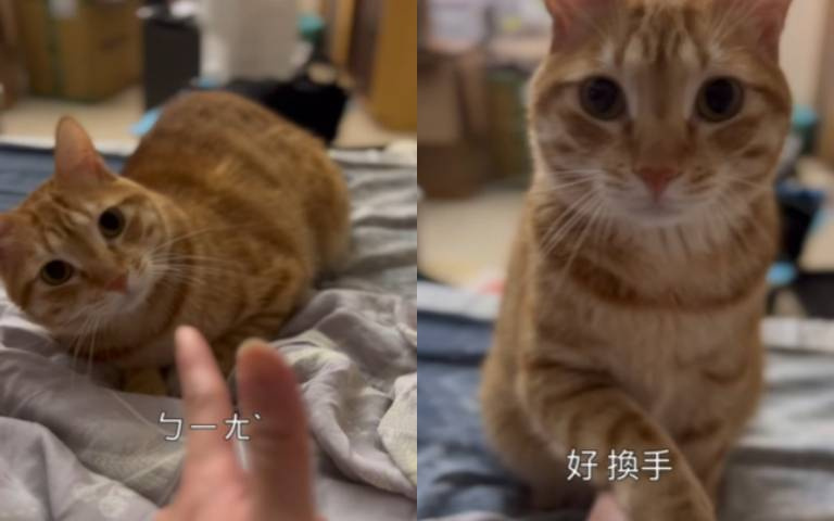 橘貓訓練課程！主人指令照單全收　網友傻了：確定不是養到狗嗎？