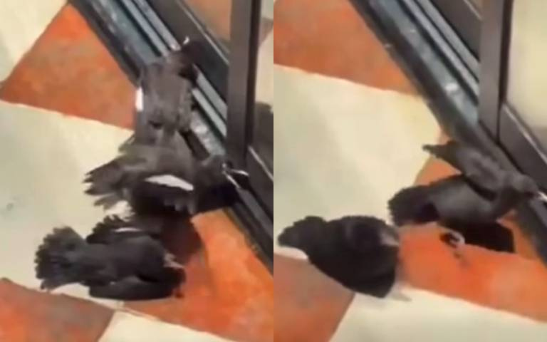 三鳥躺店門口搏取同情　網友看完感嘆：無法相信任何人了