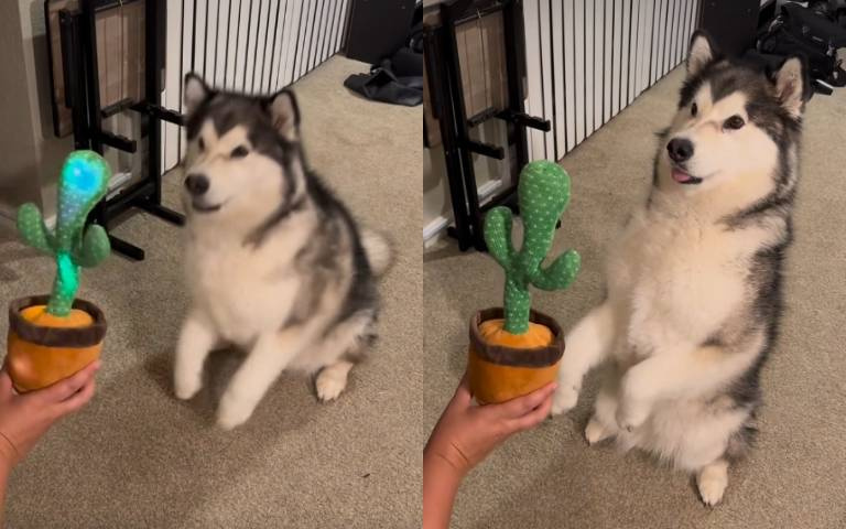 當雪橇犬遇上會說話的仙人掌　牠從滿頭問號到理解操作
