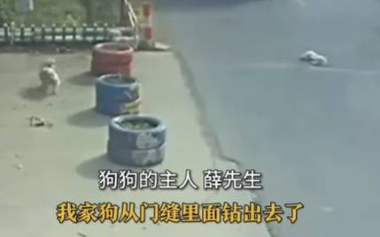 哭了!愛犬路中央遭大車撞過 「牠倆」出手相救影片曝光