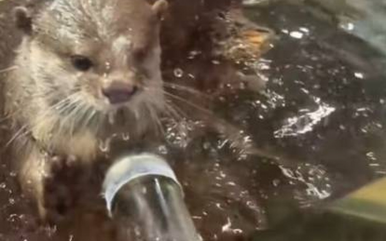搶來的食物比較香? 水獺不甩佳餚「同伴一來秒回頭」