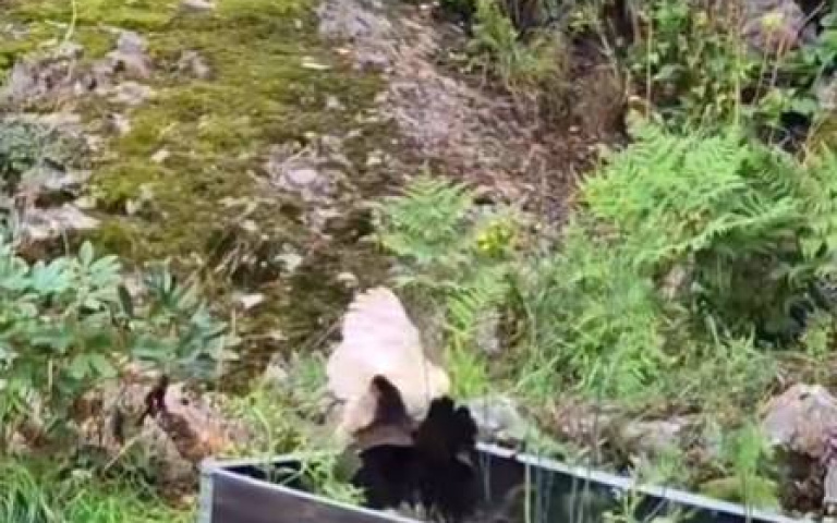 母雞們群起追貓！　真相曝光…小雞差點變晚餐