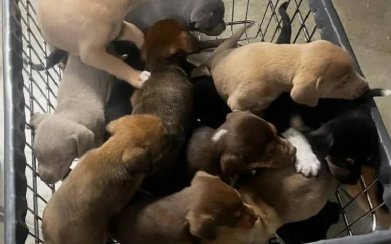 收容所驚現13奶汪越獄案　監視器揭曉「催淚真相」：媽媽的愛太強大