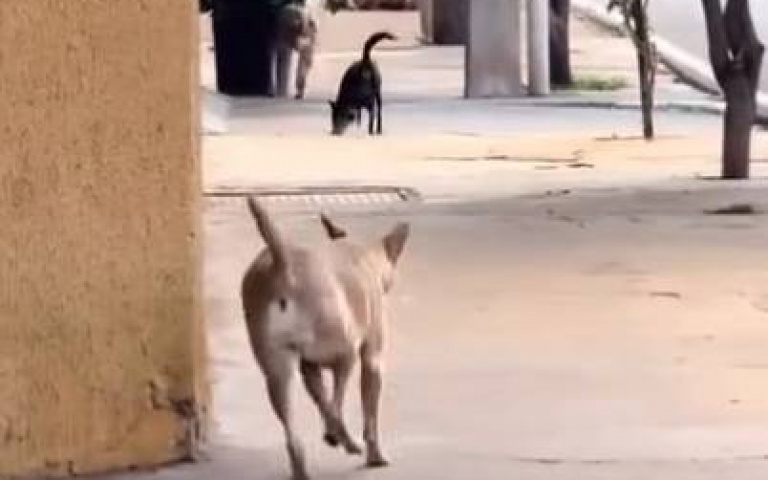 見到行動不便的同袍　狗狗發揮同理心超暖