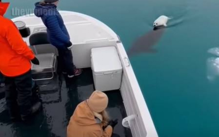 小海豹乘風破浪被彈上船　目擊者好奇：底下那是什麼生物？