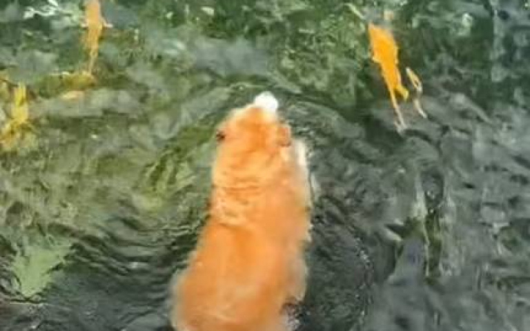 不把人家當成食物　阿金到水裡游泳交朋友！