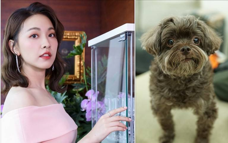 寵物情緣/林玟誼當媽卻跪地邊擦尿邊哭 聞王宇婕狗過世崩潰
