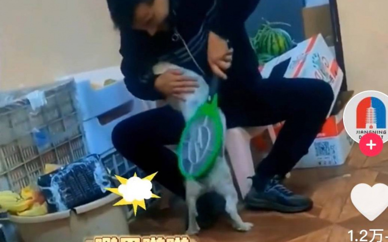 電蚊拍新用途？主人用電蚊拍幫狗電跳蚤　網：是在掃雷嗎？