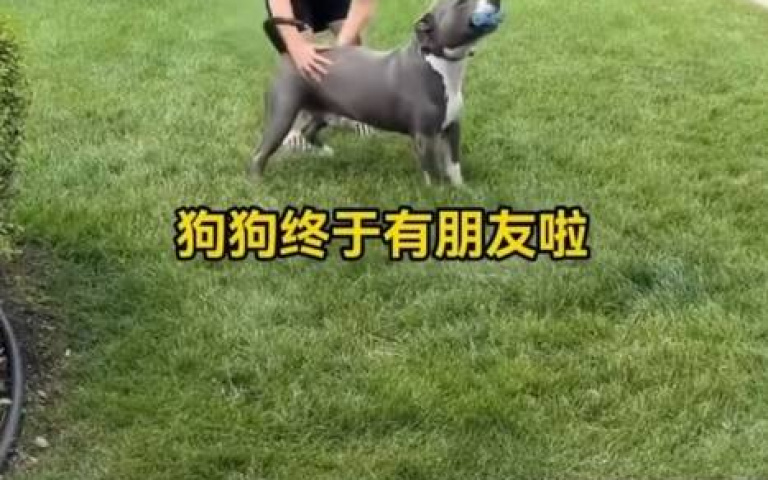 狗狗討摸屢屢失利! 主人「放一塊牌子」牠心滿意足了