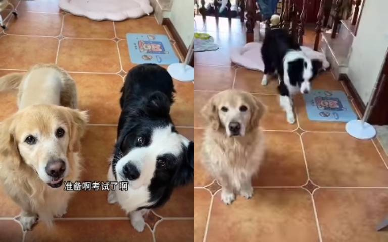 黃金獵犬與邊牧的指令大考驗! 牠做到一半就發愣放棄了