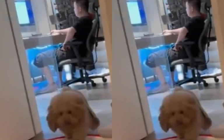 女網友怒吼老公「快來睡」　竟釣到狗兒子批被被躺好「媽我來了」