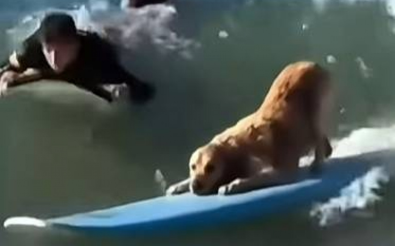 衝浪高狗？這壓板技巧太舒服　網友無奈：終究是要輸給天份的