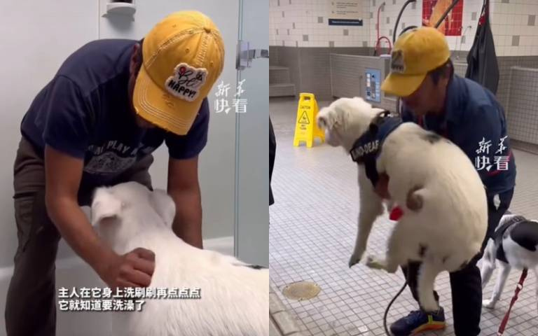 當視障犬遇見暖心主人 網看完影片全哭了:幸福的狗狗