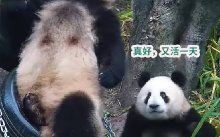 差點窒息在媽媽的肉堆當中 小貓熊逃出生天鬆一口氣
