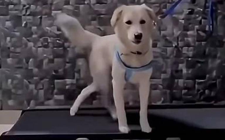 狗狗「半身跑步法」爆紅！懶主想讓牠運動　牠卻只動後腳氣炸主人