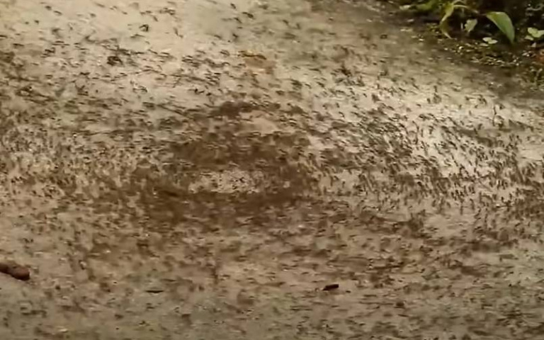 螞蟻陷入死亡輪迴　瘋狂繞圈直到累死