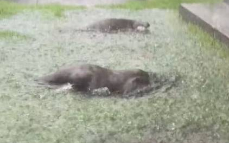 外頭又豪雨、又閃電！　水獺最嗨「草地上躁動」畫面曝光