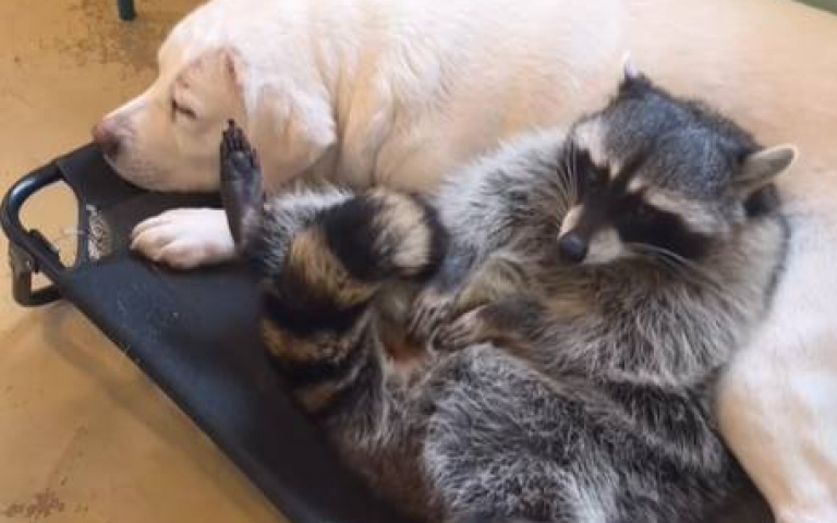 把狗當貓咪在吸！　浣熊的滑稽行為逗笑全網