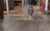 沒有馬蹄走路還這麼吵？　貓咪從遠處走來「咚咚咚」