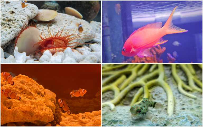 生態旅遊趣!繽紛七彩海洋生物、搭半潛艇拜訪海龜 難忘行程看這裡