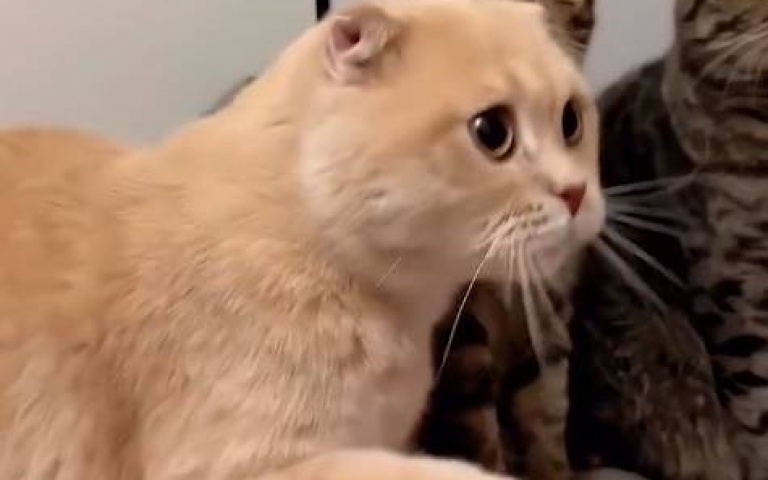 貓貓爭相握手！　這隻小萌娃握上癮…頻搶主人關愛