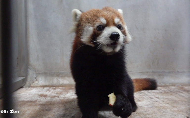 吃可愛長大！日本小貓熊「未來」抵台　先做「熊生大事」最快4月亮相