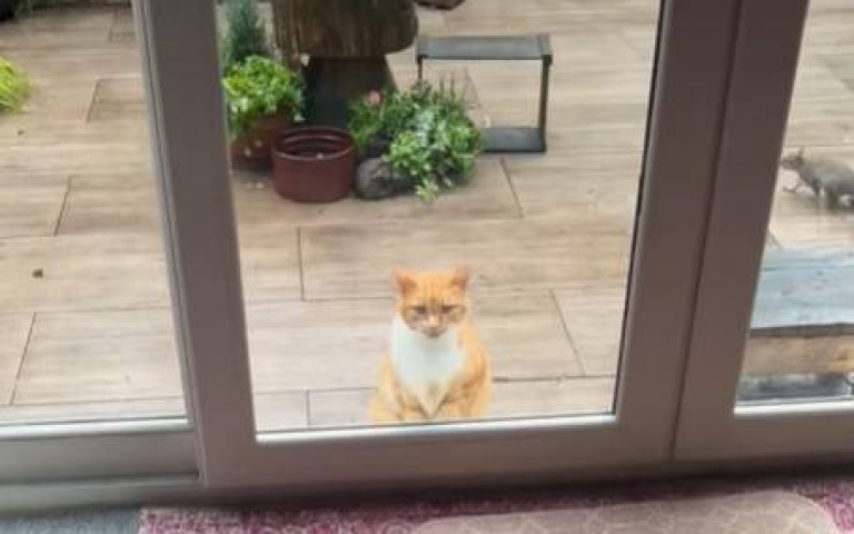 貓怕鼠？　站在大門口喵喵叫請求主子開門