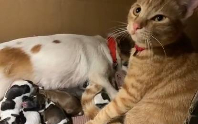 就想黏姐姐！小貓窩紙箱與奶狗爭寵　超懂事縮角落網友暴動：換大房子啦