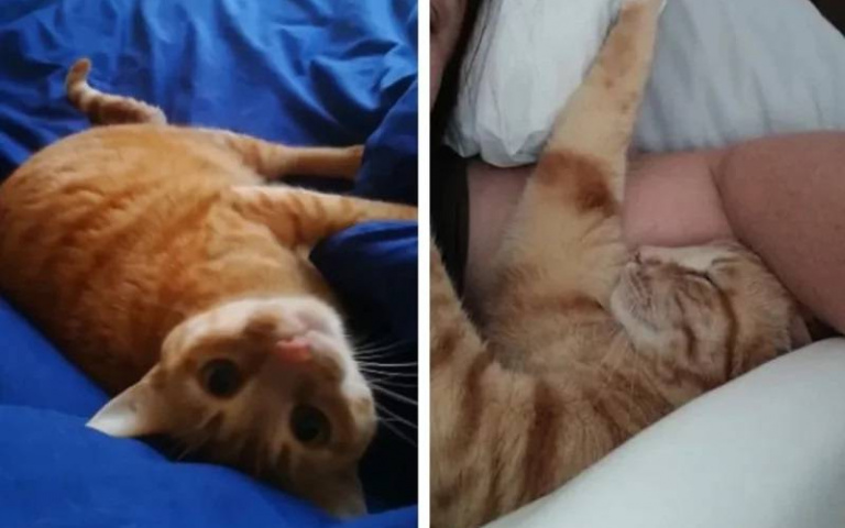 睡醒見可愛胖橘「黏TT」躺懷裡還蹭蹭撒嬌　她傻眼「我家沒養貓啊」