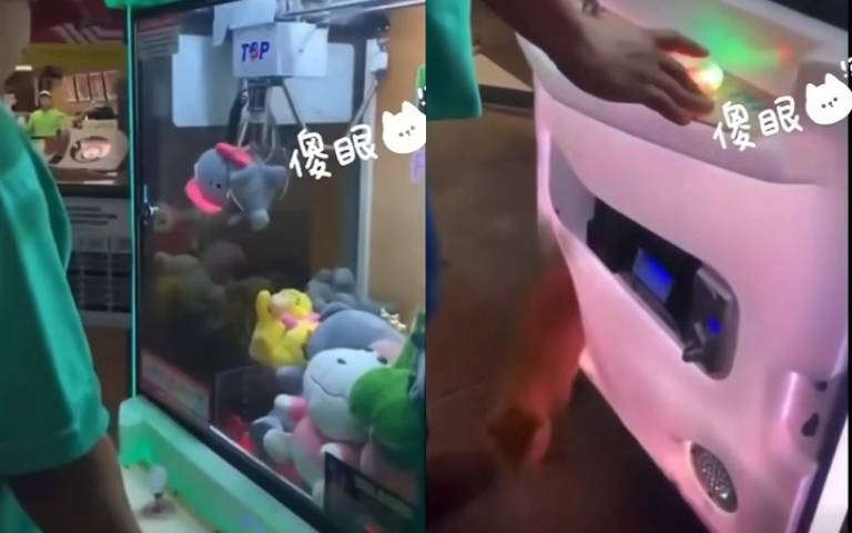 娃娃機台成時空隧道？　夾到大象「出洞的竟然是…」