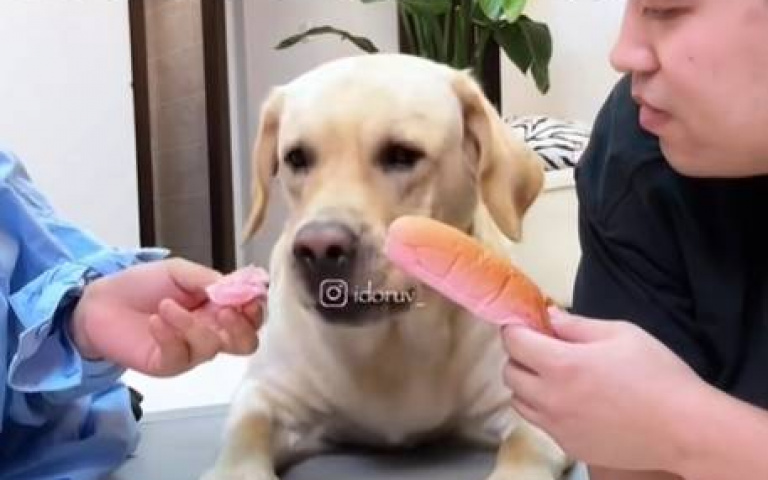 狗狗被主人爭寵！　騎虎難下「但牠突破重圍」打圓場