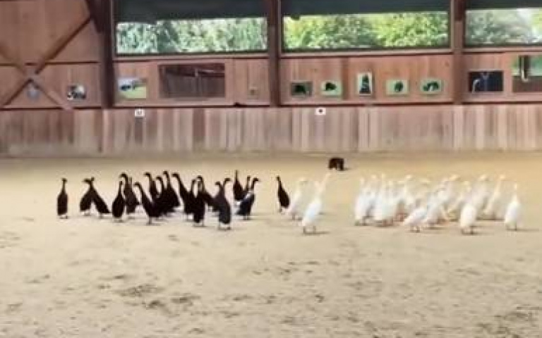 太聰明了！邊牧替「黑白鴨分顏色」　網驚呼：狗是狗，邊牧是邊牧