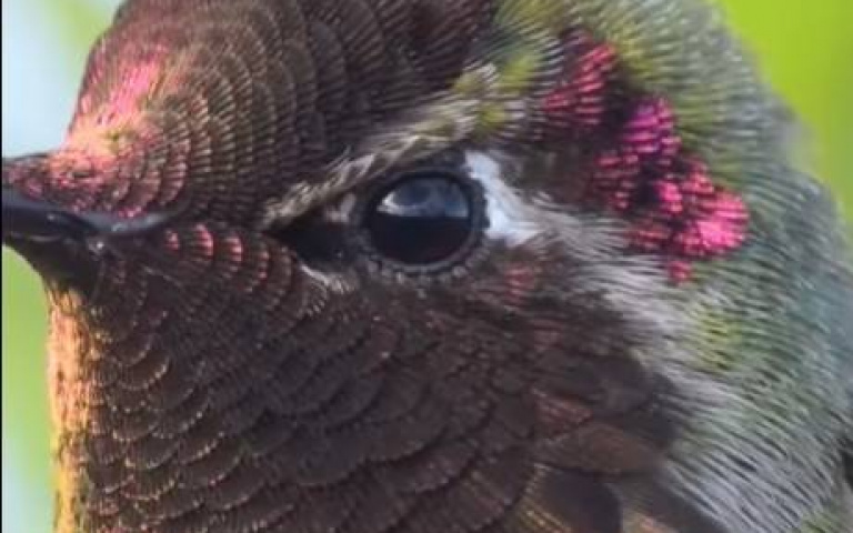 以為在海底撈？　攝影大師拍下「蜂鳥變臉」畫面超震撼