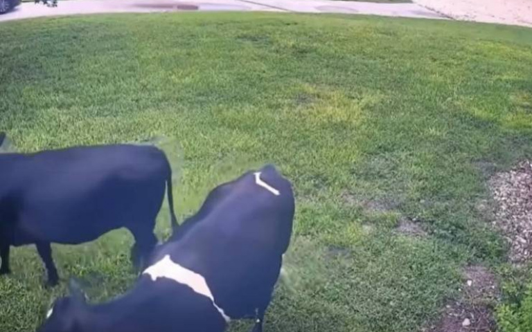 懷疑這兩頭牛應該是狗帶大的　主人回到家「龐然大物衝去討摸」