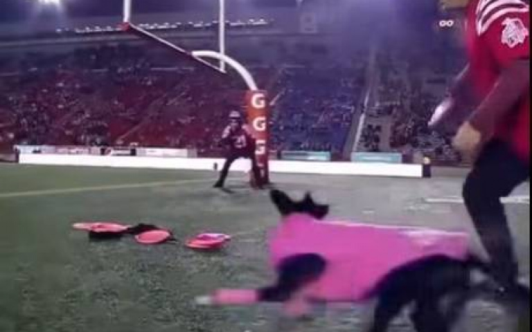 快得有夠誇張！　狗狗上演「飛盤版達陣」越過整座球場