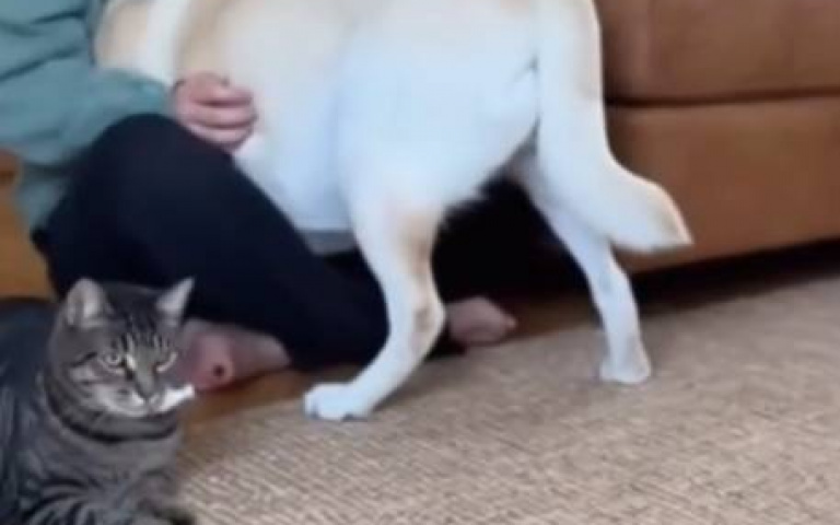 貓捉鼠放面前！　拉拉嚇到跑去躲起來：眼不見為淨