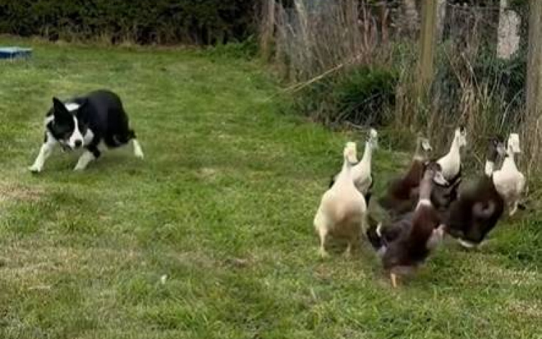 邊牧炫技的時刻！　霸氣宣告：不只會牧羊…