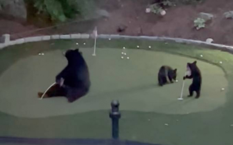 不速之客！大黑熊攜家帶眷闖高爾夫球場…軟爛玩球影片曝光