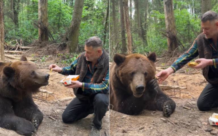 不是人人都愛大麥克　他塞漢堡入熊口「被無情揮手拒絕」