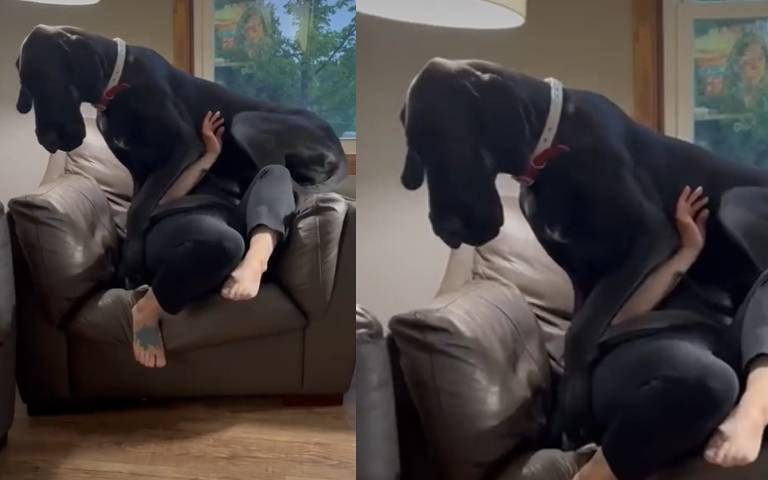 大丹狗撒嬌！跳上主人身軀蠕動…他完全動不了