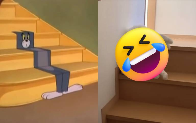 貓真的是液體做的！網說：「原來湯姆貓是真實存在！」