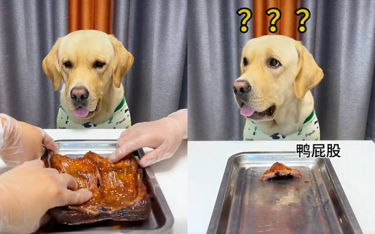 一人一塊最公平？拉拉吃個烤鴨「咻一下只剩屁股」…氣憤怒吠當場走人