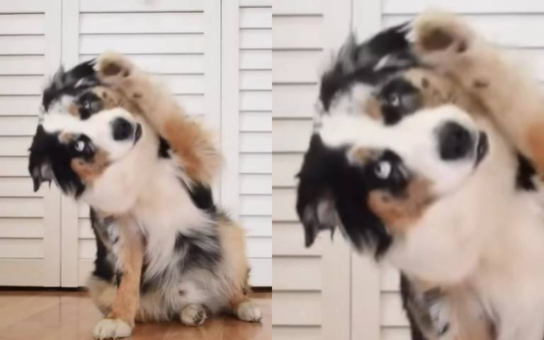 怎麼讓動作出害羞動作? 飼主大部分解告訴你