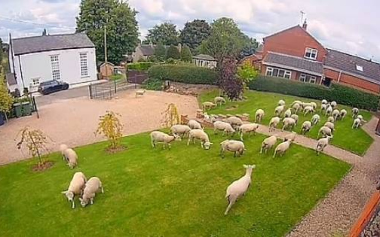 超神祕訪客！屋主接獲智能監視器訪客通知　看到畫面崩潰傻眼